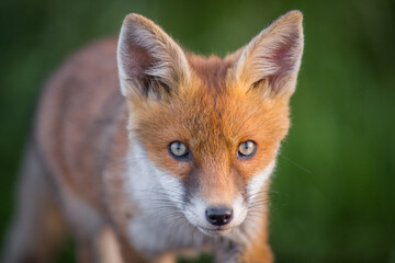Curious little cubs of red fox, vulpes vulpes, staring into the camera on the field. Sweet fox sibling discovering the countryside. Adorable young 