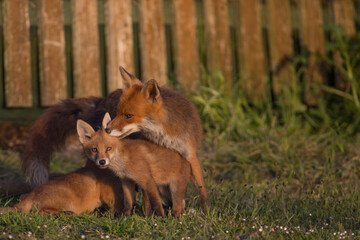 red fox mother grooming cubs outside den in garden, london united kingdom