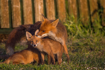 Obraz premium red fox mother grooming cubs outside den in garden, london united kingdom