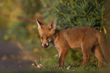 Red Fox Cubs in summertime baby and wild cute foxes vulpes vulpes, June 2024 United Kingdom 