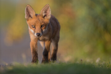 Red Fox Cubs in summertime baby and wild cute foxes vulpes vulpes, June 2024 United Kingdom 
