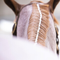 Horse banded mane white bands roan quarter horse