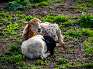 Schafe auf der Weide im Frühjahr