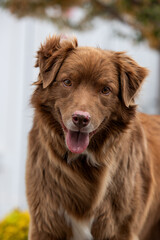 Obraz premium Happy dog