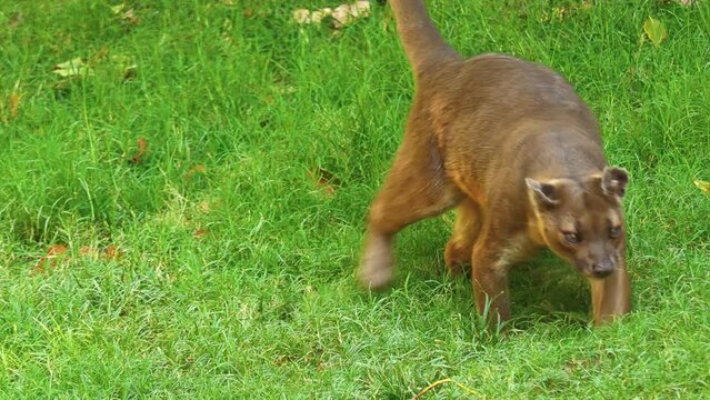 Fossa is cat-like, carnivorous mammal endemic to Madagascar. It is a member of the Eupleridae, a family of carnivorans closely related to the mongoose family (Herpestidae).