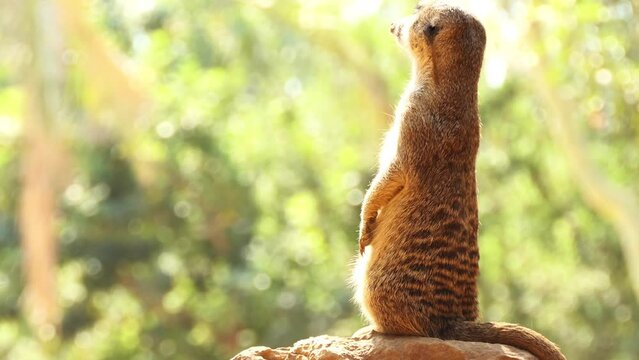 meerkat or suricate (Suricata suricatta)
