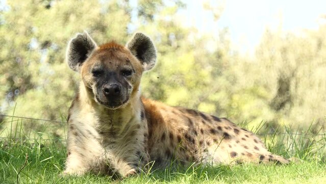 Spotted hyena (Crocuta crocuta), laughing hyena