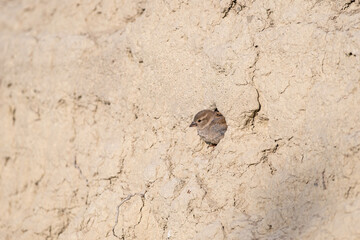 Sparrow's nest on the soil surface. Female sparrow looking out of the nest. House sparrow.