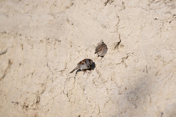 Sparrow nest in the soil. Male and female sparrow waiting for the nest.