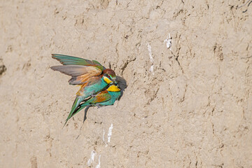 European Bee-eater mating in front of the nest.  Merops apiaster