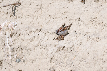 House sparrows mating in front of an earthen nest.