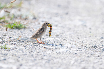 Female house sparrow with a colourful caterpillar in its mouth.