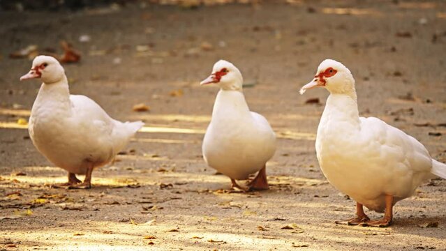 The mulard (or moulard) is a hybrid between two different genera of domestic duck: the domestic Muscovy duck (Cairina moschata domestica) and the domestic duck (Anas platyrhynchos domesticus).