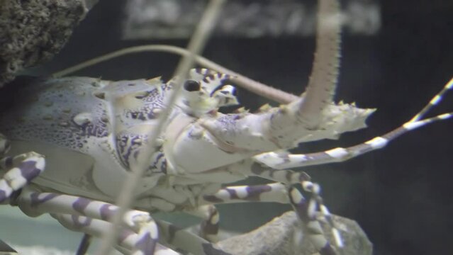 Spiny lobsters, also known as langustas, langouste