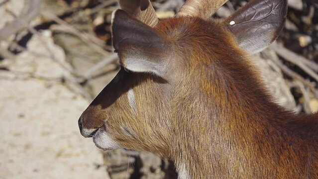 Sitatunga or marshbuck (Tragelaphus spekii)