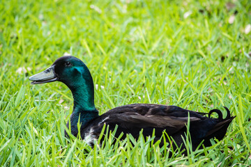 Duck relaxing in the grass