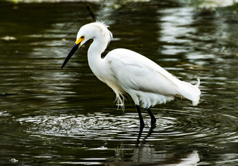 Snowy Egret in search of food