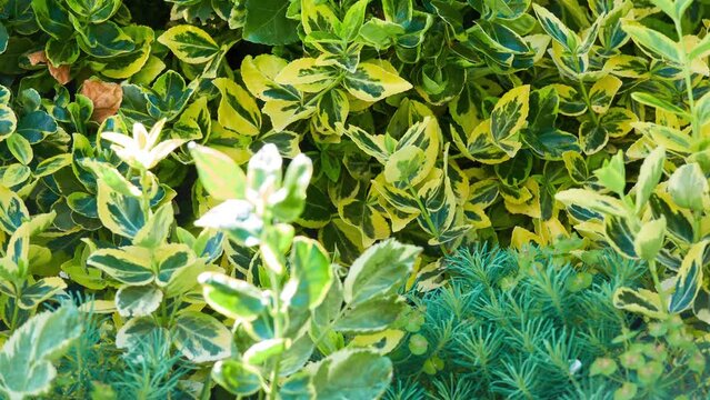 Euonymus fortunei, spindle, Fortune's spindle, winter creeper or wintercreeper, is flowering plant in family Celastraceae, native to east Asia, including China, Korea, Philippines and Japan.