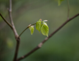 Green leaves in the sunshine