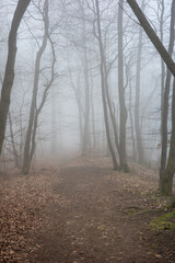 Obraz premium The forest in a fog.