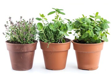 Obraz premium Herbs growing in white pots