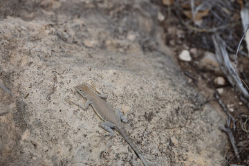 Lizard on a rock