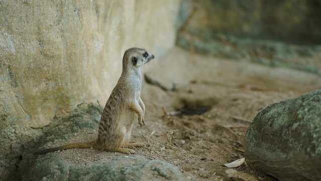 Close up shot of standing suricate. Cute meerkat on lookout position, watching around