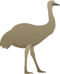 Color vector illustration of emu or ostrich. Wild large flightless bird isolated on white background. Wildlife of Australia.