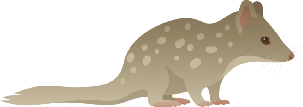 Color vector illustration of spotted Australian tiger quoll side view. Carnivorous wild animal isolated on white background. Wildlife of Australia.