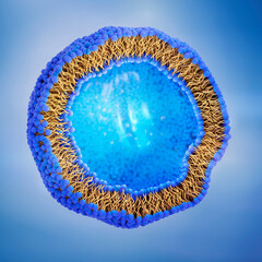 Liposome cross-section with liquid or cytoplasm enclosed by a lipid bilayer. The lipid bilayer is formed by phospholipids with a hydrophilic head (blue) and hydrophobic tails (yellow), 3d illustration