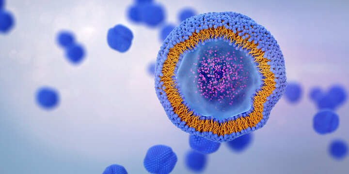 Liposome cross section with molecules or nanoparticles enclosed by a lipid bilayer. Liposomes can be used as drug or dietary and nutritional supplements delivery vehicles. 3d illustration.
