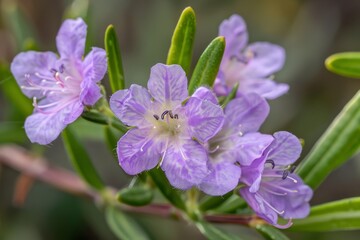 Obraz premium Mauve coastal rosemary in close up NSW wildflower