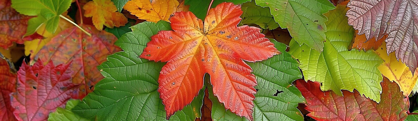 A vibrant close-up of autumn leaves in various shades of red, orange, green, and brown, showcasing the beauty of natures changing colors