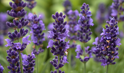 Fototapeta premium Close up of vibrant lavender blooms surrounded by lush greenery in a tranquil botanical garden, showcasing the natural beauty and fragrance of this purple floral plant
