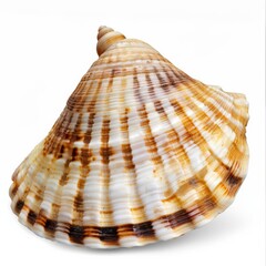 Fototapeta premium Seashell Isolated white background single object without shadow detailed dicut style, generated with AI