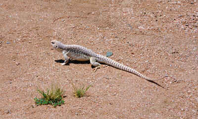 White brown desert iguana in the California desert