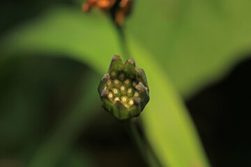 dandelion seeds are thrown in the wind
