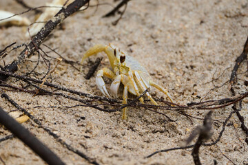 Ghost Crab on a Beach