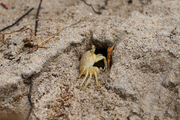 Ghost Crab on a Beach