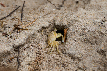 Ghost Crab on a Beach