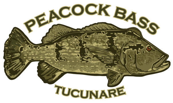 PEACOCK BASS TUCUNARE