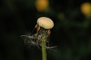 dandelion seeds are thrown in the wind
