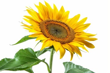 Obraz premium Sunflower against white backdrop