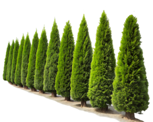 A long row of dense green evergreen conical arborvitae planted in the ground to form a visually striking natural barrier. transparent background