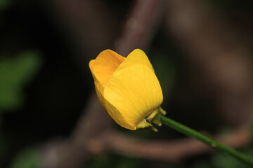 natural yellow oxalis dillenii photo