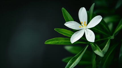Obraz premium delicate white flower blooming on black background concept illustration