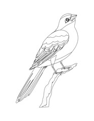hand drawn sketch of a bird isolated coloring page