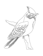 hand drawn sketch of a bird isolated coloring page