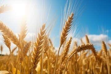 Fototapeta premium Golden hue of wheat fields under the bright sun, showcasing the beauty of nature and the anticipation of harvest, symbolizing agricultural abundance and the promise of a bountiful yield