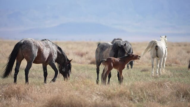 Wild Horse mare pushing her foal as she is clacking in submission and stallion smells the air.